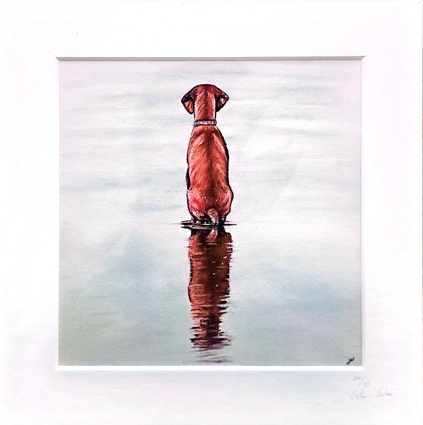 Reflection. Hungarian Vizsla.