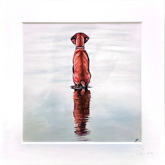 Reflection. Hungarian Vizsla.